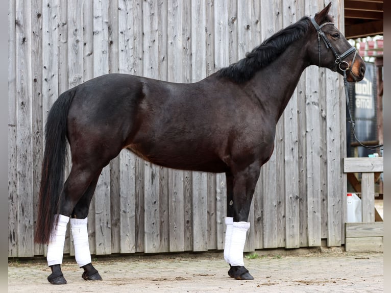 KWPN Mare 7 years 16,2 hh Smoky-Black in Geestland