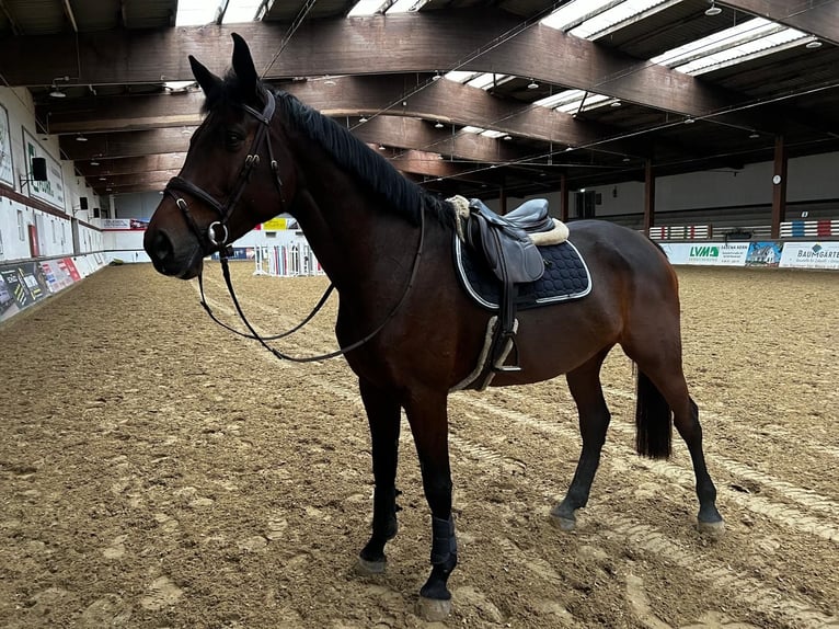 KWPN Mare 7 years 16,3 hh Bay-Dark in Neuwied