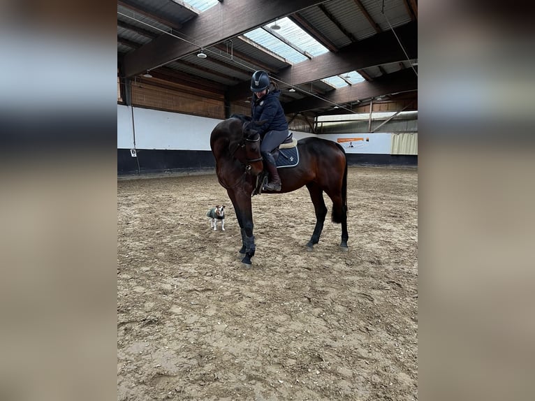 KWPN Mare 7 years 16,3 hh Bay-Dark in Neuwied