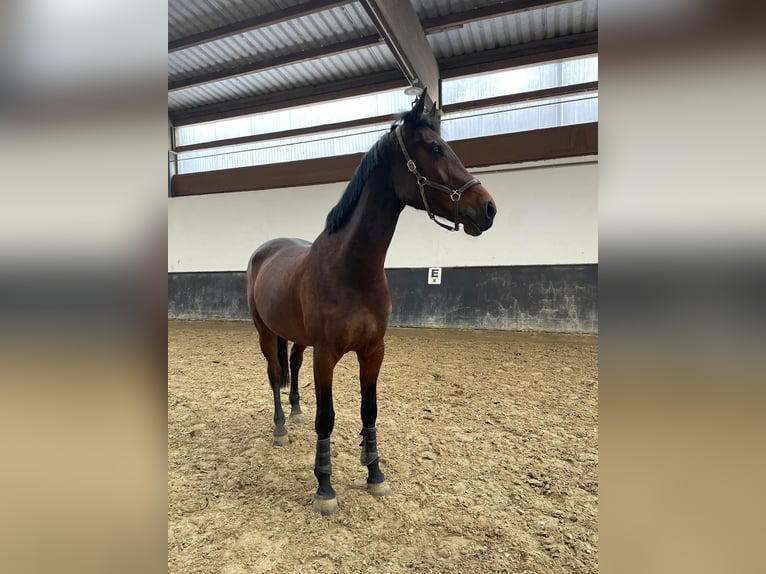 KWPN Mare 7 years 16,3 hh Bay-Dark in Neuwied