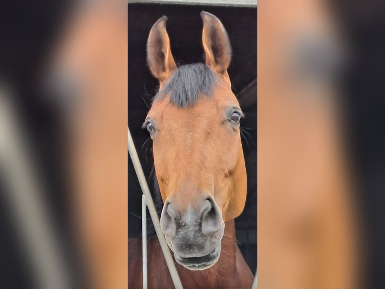 KWPN Mare 7 years 16,3 hh Brown in Messel