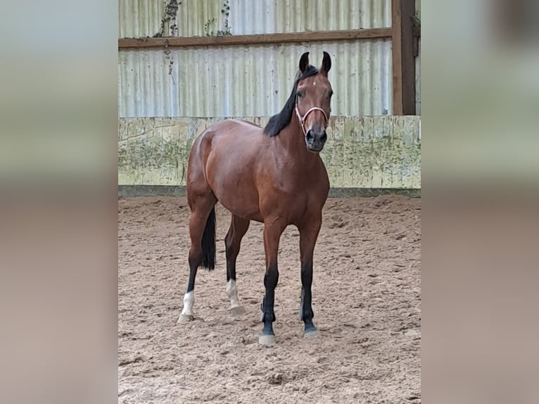 KWPN Mare 7 years 16,3 hh Brown in Messel