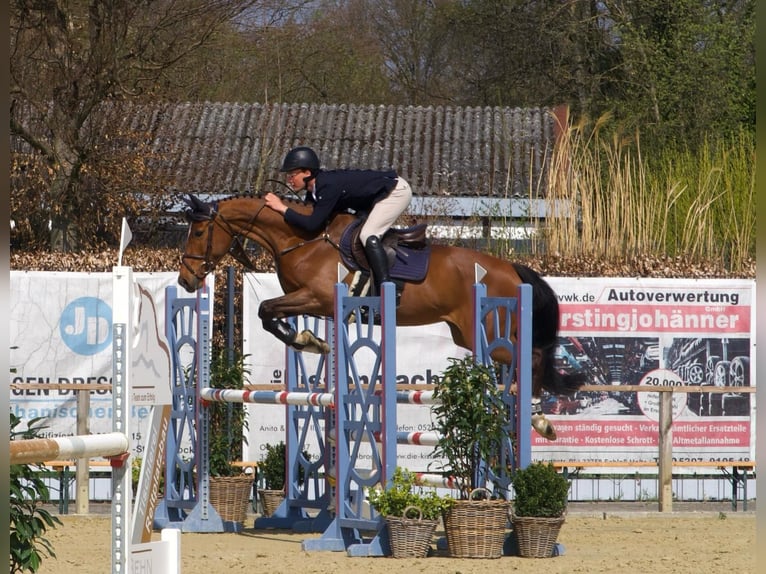 KWPN Mare 7 years 16.3 hh Brown in Schloß Holte-Stukenbrock