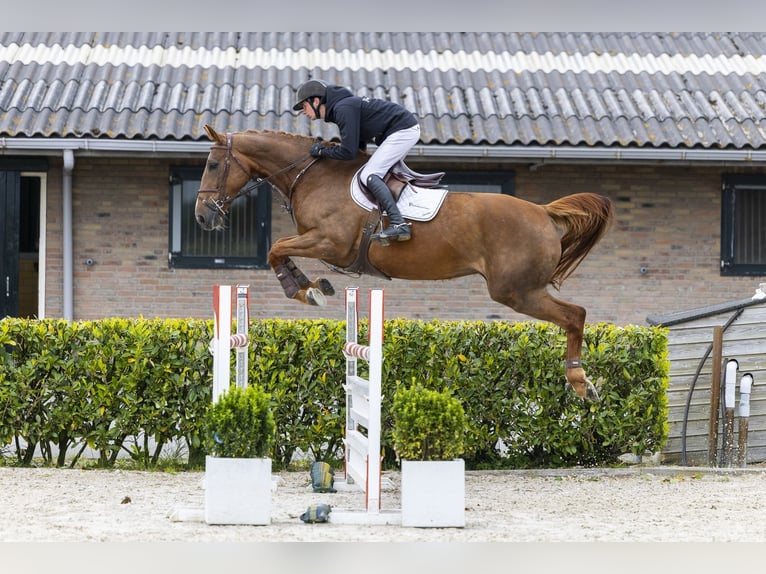 KWPN Mare 7 years 16.3 hh  in Waddinxveen