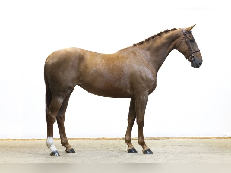 KWPN Mare 7 years 16.3 hh  in Waddinxveen