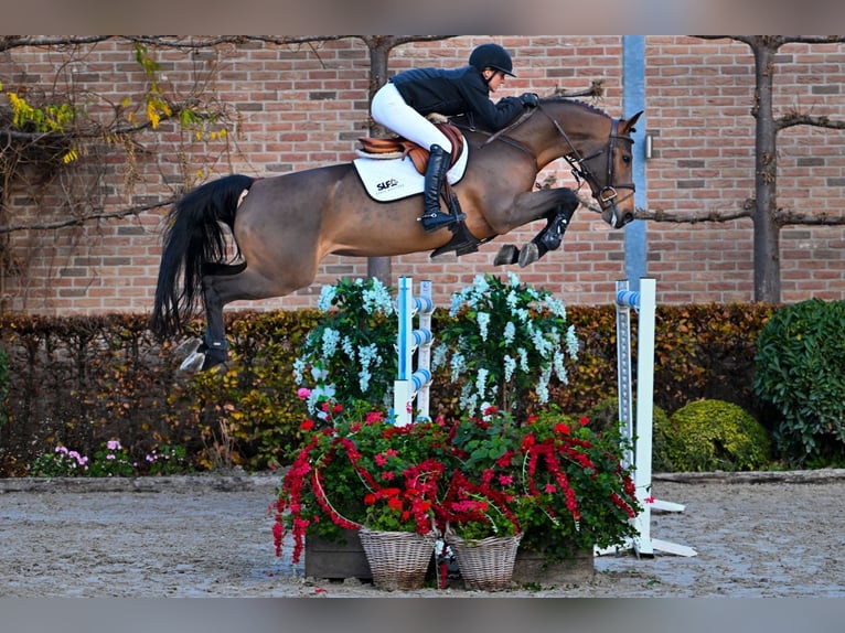 KWPN Mare 7 years 16 hh Bay-Dark in Bladel