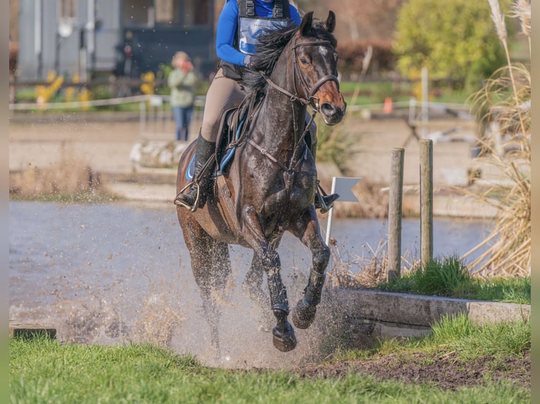 KWPN Mare 7 years 16 hh Bay-Dark in Markelo