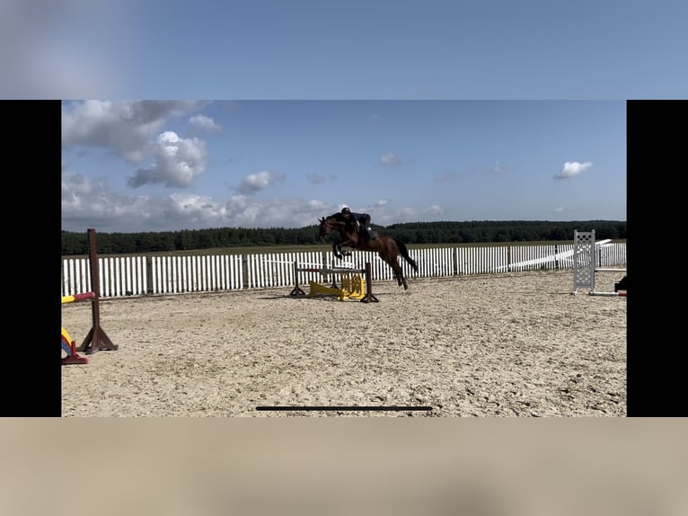 KWPN Mare 7 years 16 hh Bay in Zielona Góraóra