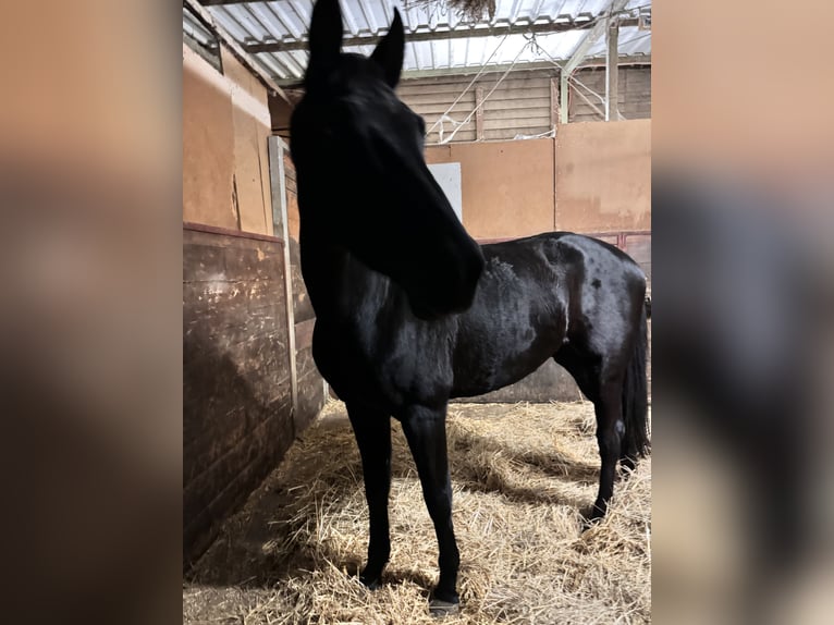 KWPN Mare 7 years 16 hh Black in Baden