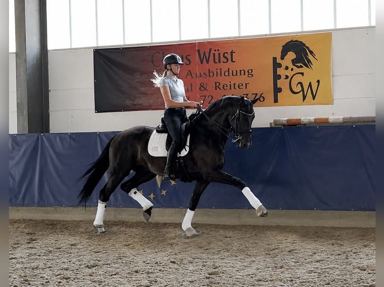 KWPN, Mare, 7 years, 16 hh, Black