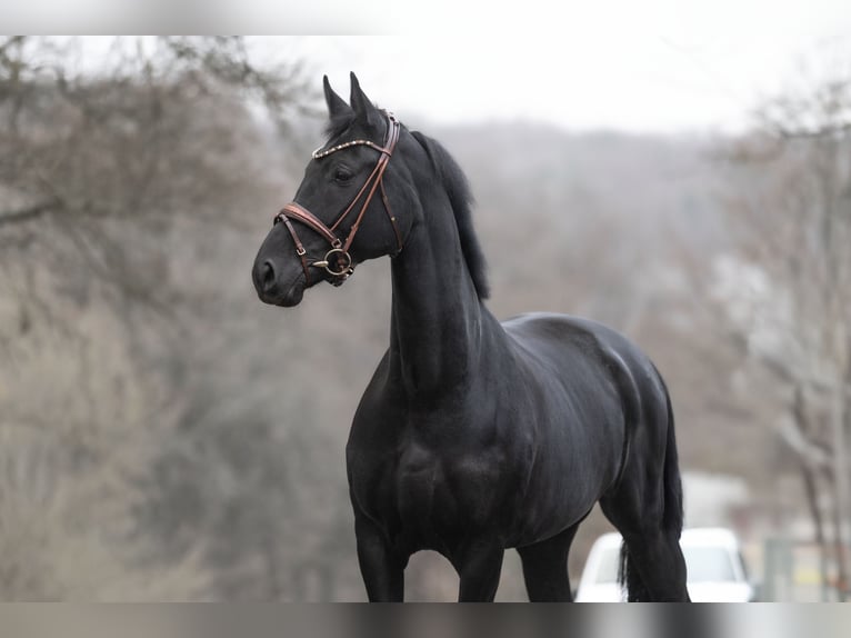 KWPN Mare 7 years 16 hh Black in Windhagen