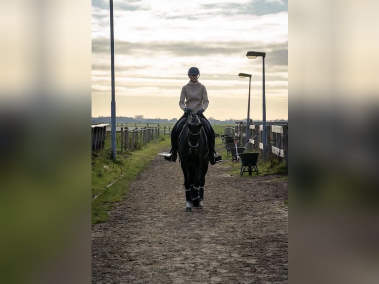 KWPN Mare 7 years 16 hh Black in Zoetermeer