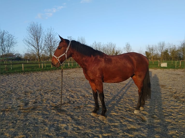KWPN Mare 7 years 16 hh Brown in Maulévrier