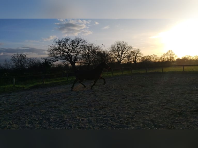 KWPN Mare 7 years 16 hh Brown in Maulévrier