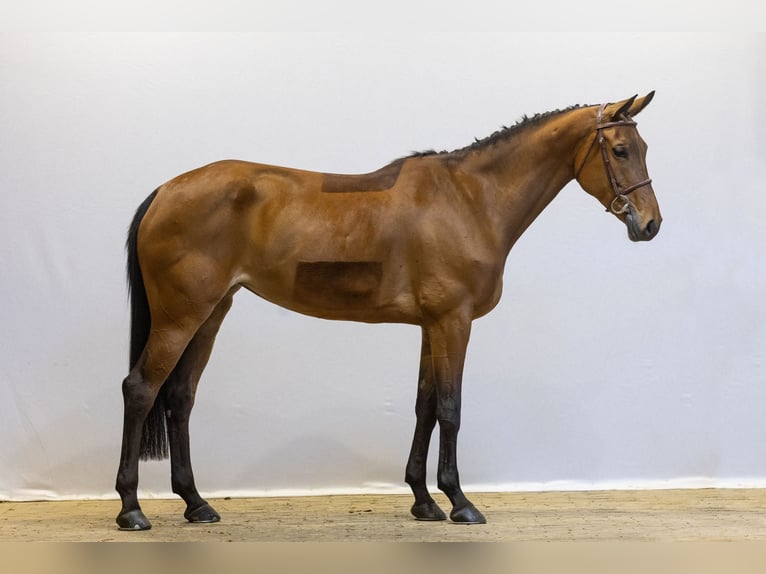 KWPN Mare 7 years 16 hh Brown in Waddinxveen