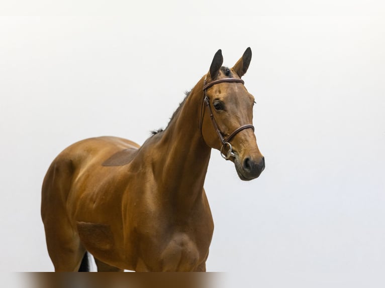 KWPN Mare 7 years 16 hh Brown in Waddinxveen