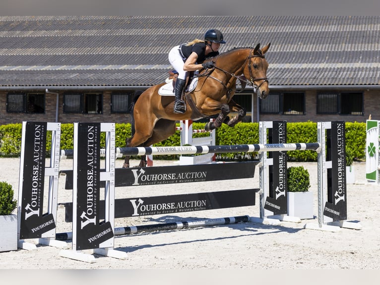 KWPN Mare 7 years 16 hh Brown in Waddinxveen