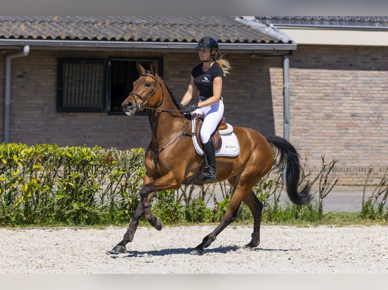 KWPN Mare 7 years 16 hh Brown in Waddinxveen