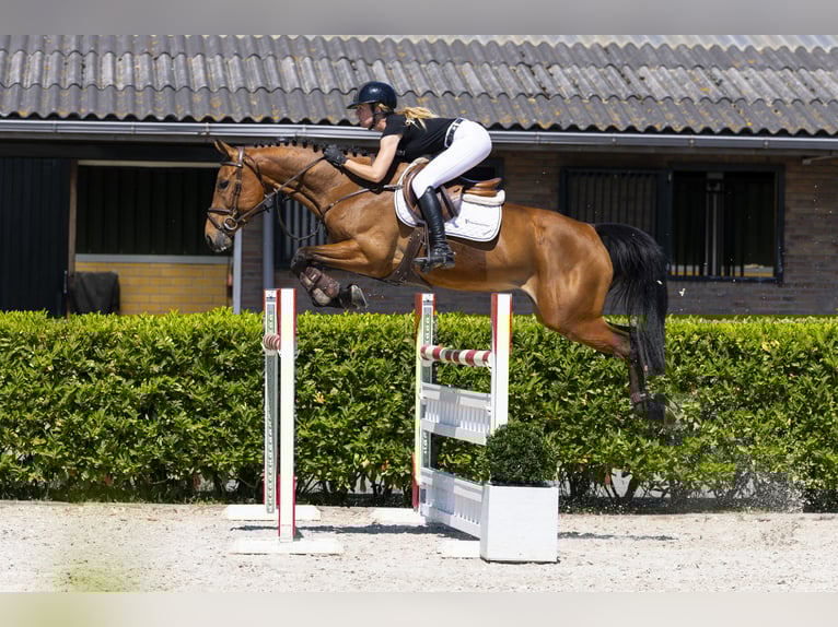 KWPN Mare 7 years 16 hh Brown in Waddinxveen