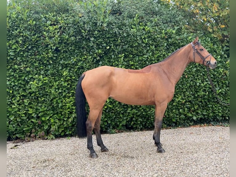 KWPN Mare 7 years 16 hh Brown in Bocholtz