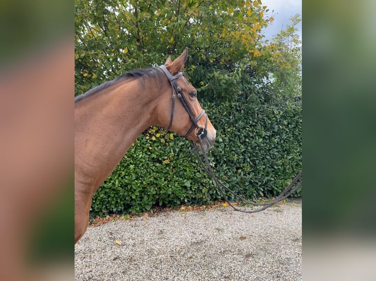 KWPN Mare 7 years 16 hh Brown in Bocholtz