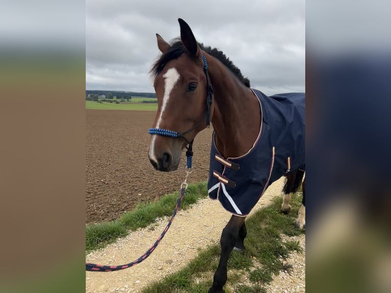 KWPN Mare 7 years 16 hh Brown in Adelschlag