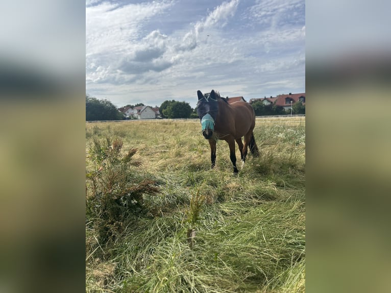 KWPN Mare 7 years 16 hh Brown in Adelschlag