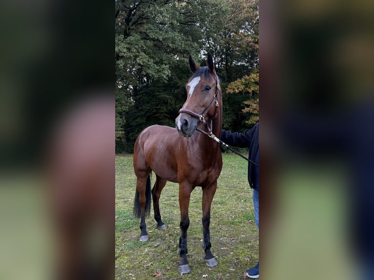 KWPN Mare 7 years 16 hh Brown in Wilsum