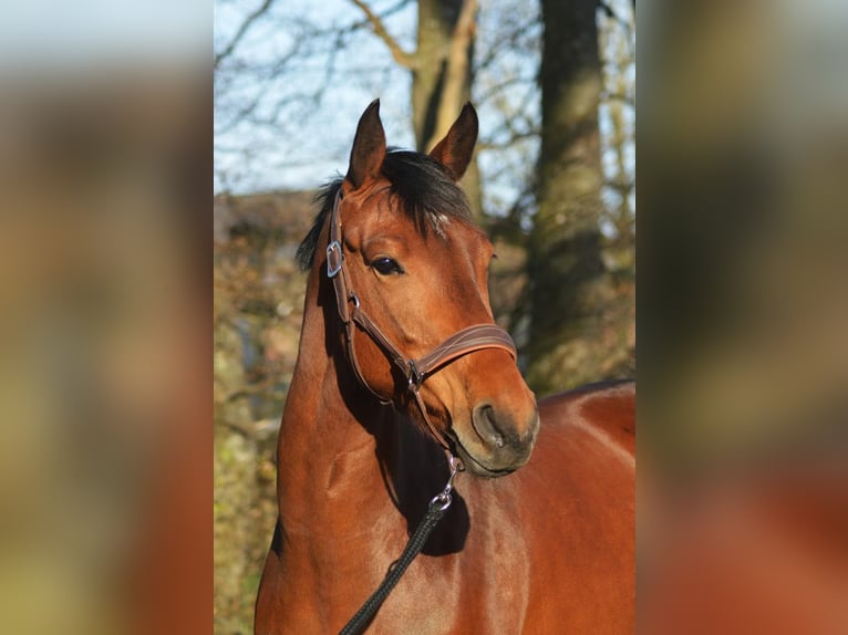 KWPN Mare 7 years 16 hh Brown in Molenschot