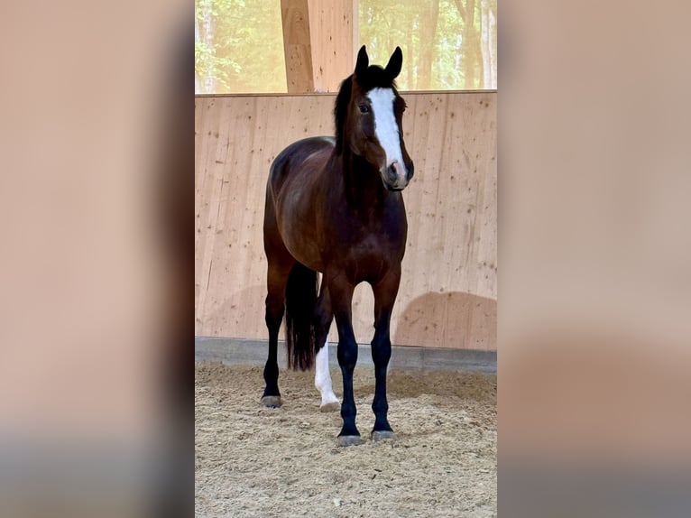 KWPN Mare 7 years 16 hh Brown in GRAZ