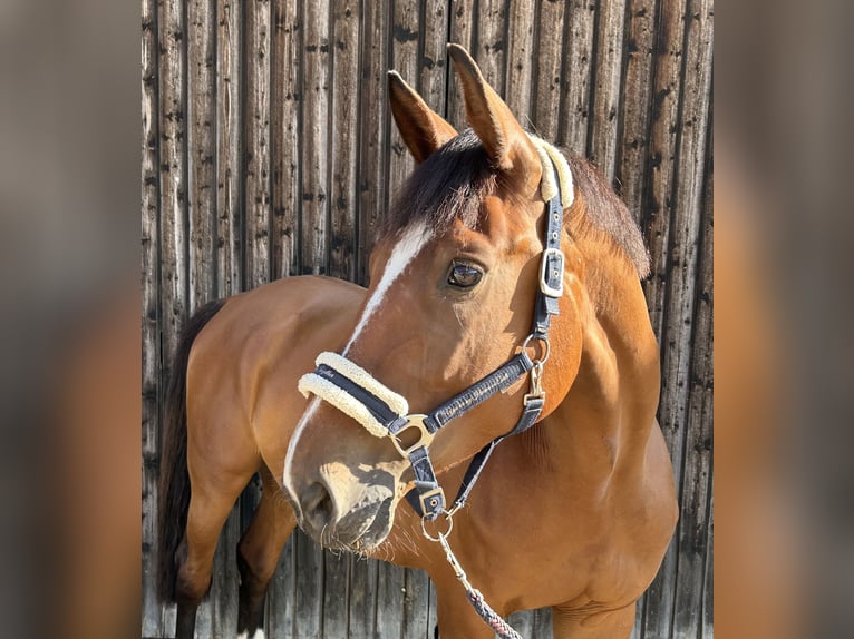KWPN Mare 7 years 16 hh Brown in Adelschlag