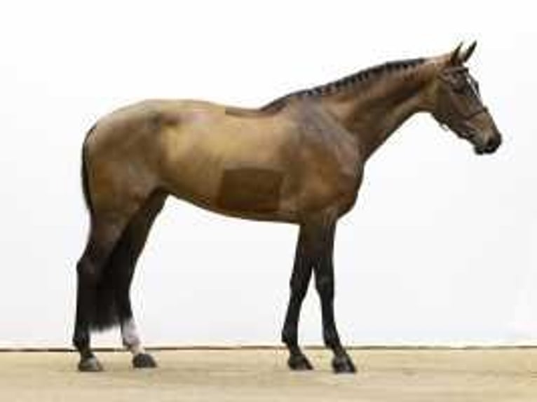 KWPN Mare 7 years 16 hh Brown in Waddinxveen