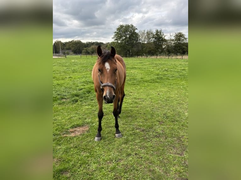 KWPN Mare 7 years 16 hh Chestnut in Hellendoorn