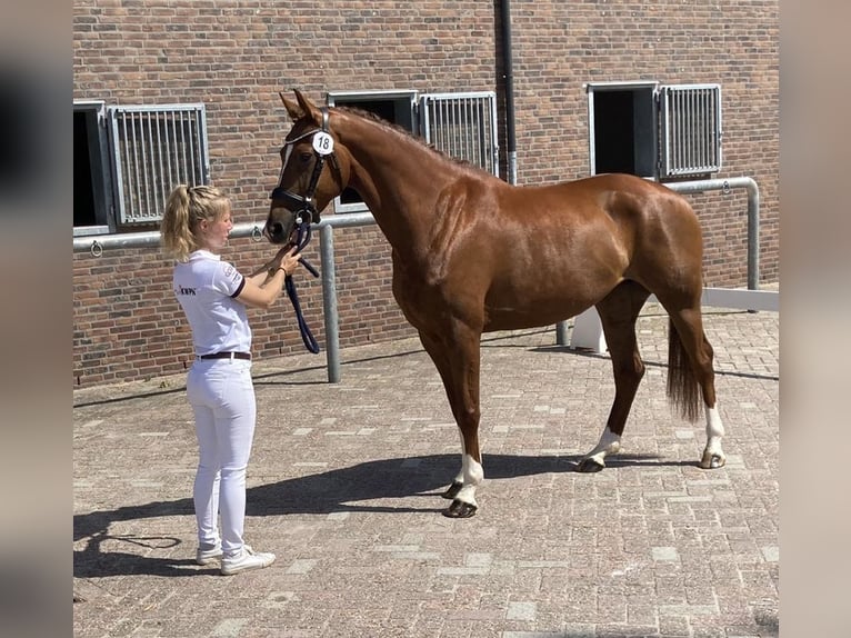 KWPN Mare 7 years 16 hh Chestnut-Red in Ommen