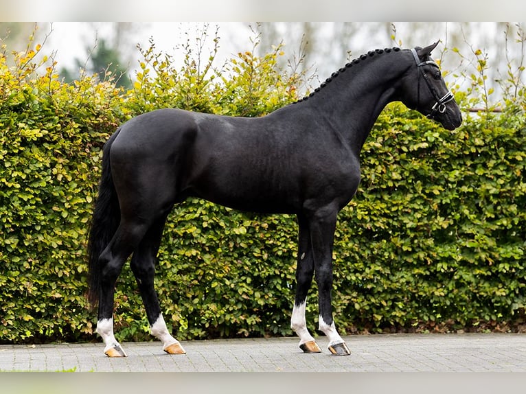 KWPN Mare 7 years 16 hh Chestnut-Red in Ommen