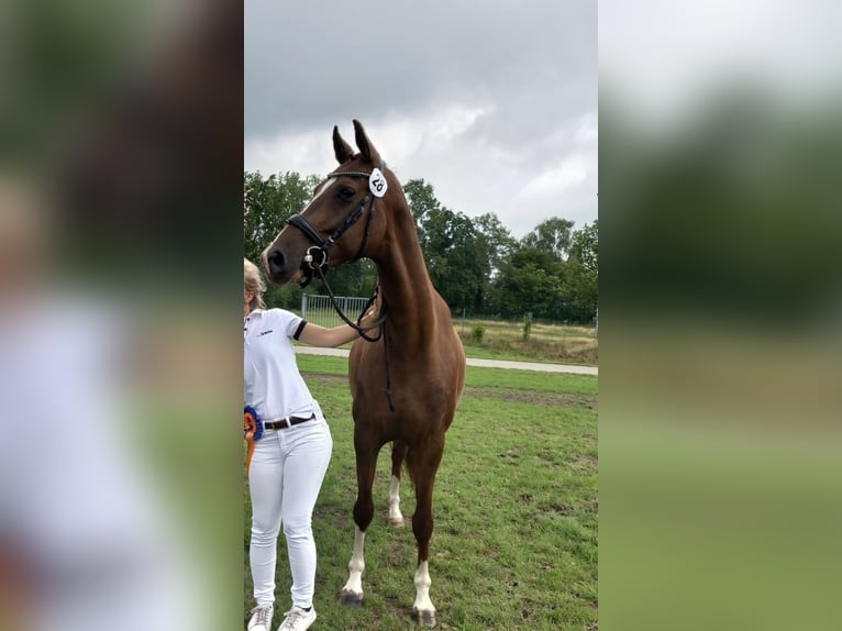 KWPN Mare 7 years 16 hh Chestnut-Red in Ommen