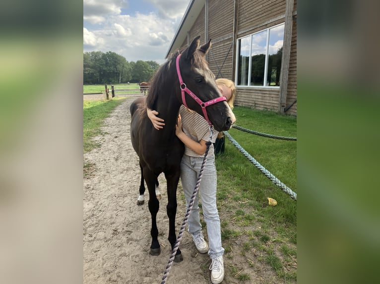 KWPN Mare 7 years 16 hh Chestnut-Red in Ommen