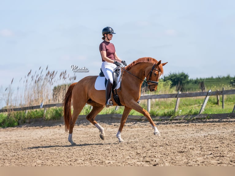 KWPN Mare 7 years 16 hh Chestnut-Red in Vijfhuizen