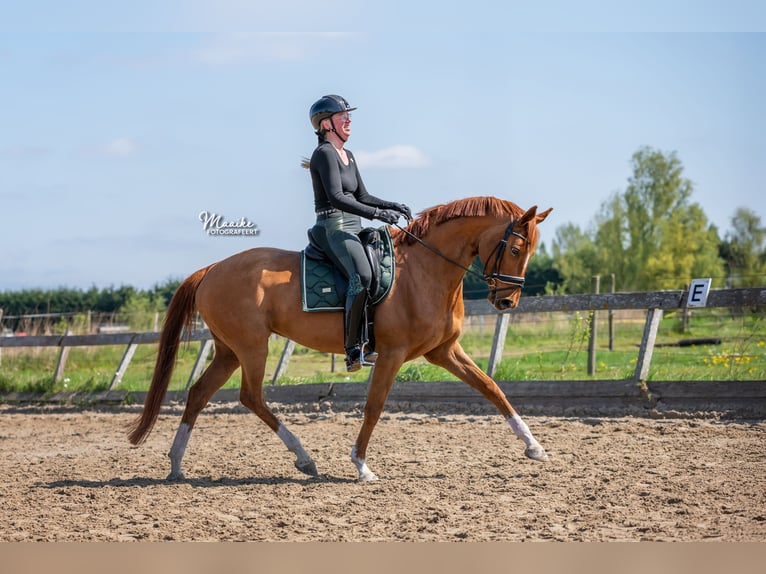 KWPN Mare 7 years 16 hh Chestnut-Red in Vijfhuizen