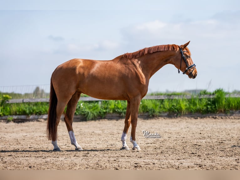 KWPN Mare 7 years 16 hh Chestnut-Red in Vijfhuizen