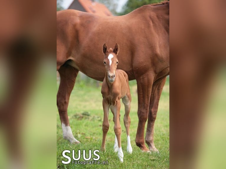 KWPN Mare 7 years 16 hh Chestnut-Red in Vijfhuizen