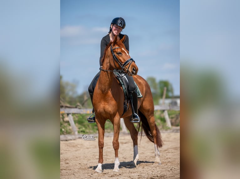 KWPN Mare 7 years 16 hh Chestnut-Red in Vijfhuizen