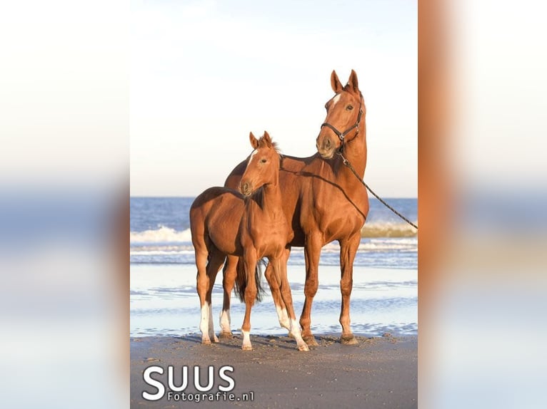 KWPN Mare 7 years 16 hh Chestnut-Red in Vijfhuizen