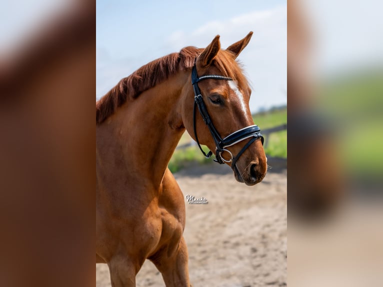 KWPN Mare 7 years 16 hh Chestnut-Red in Vijfhuizen