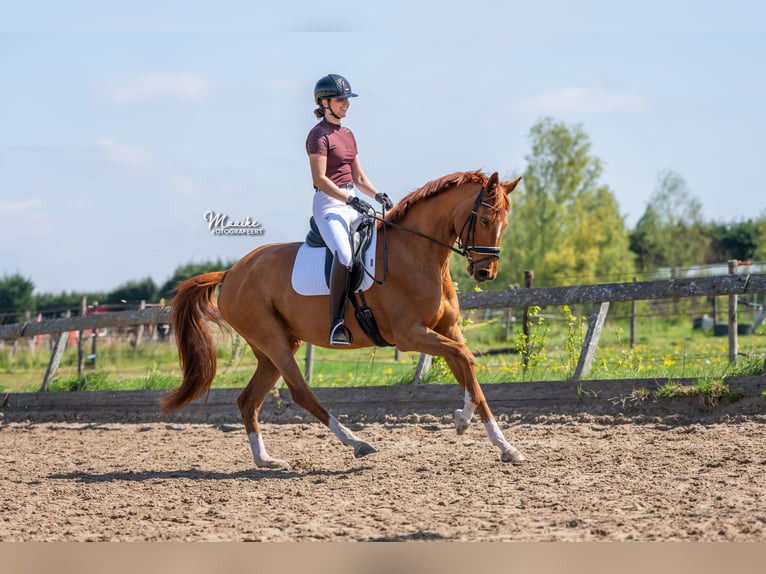 KWPN Mare 7 years 16 hh Chestnut-Red in Vijfhuizen