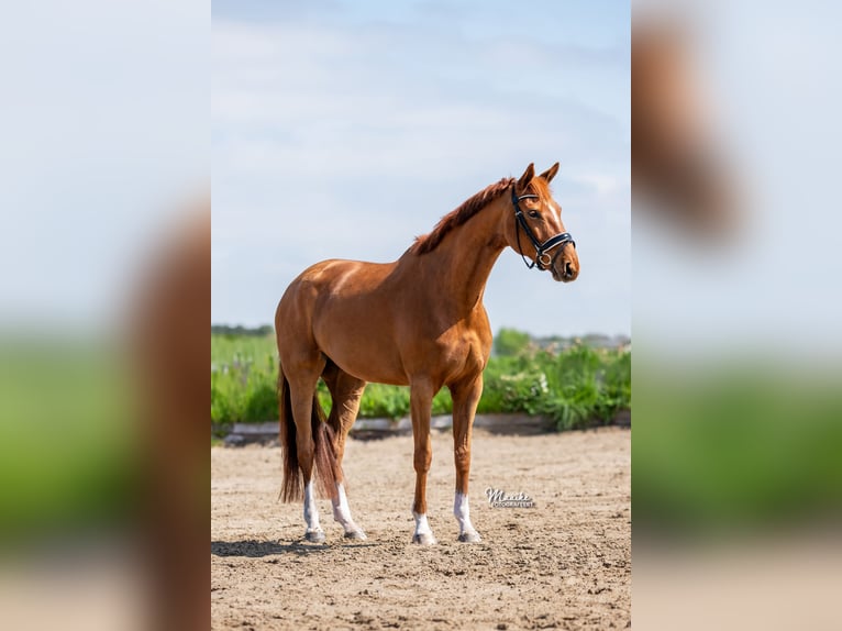 KWPN Mare 7 years 16 hh Chestnut-Red in Vijfhuizen