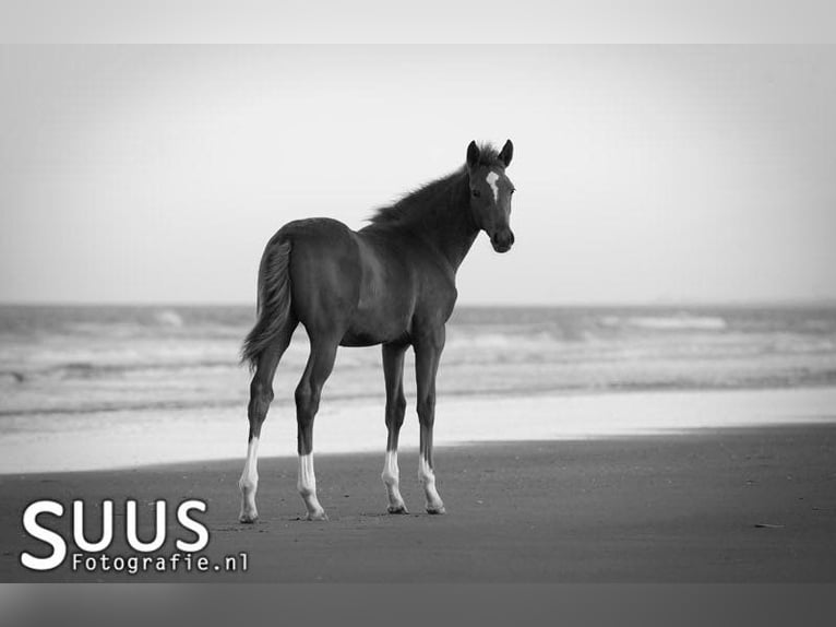 KWPN Mare 7 years 16 hh Chestnut-Red in Vijfhuizen