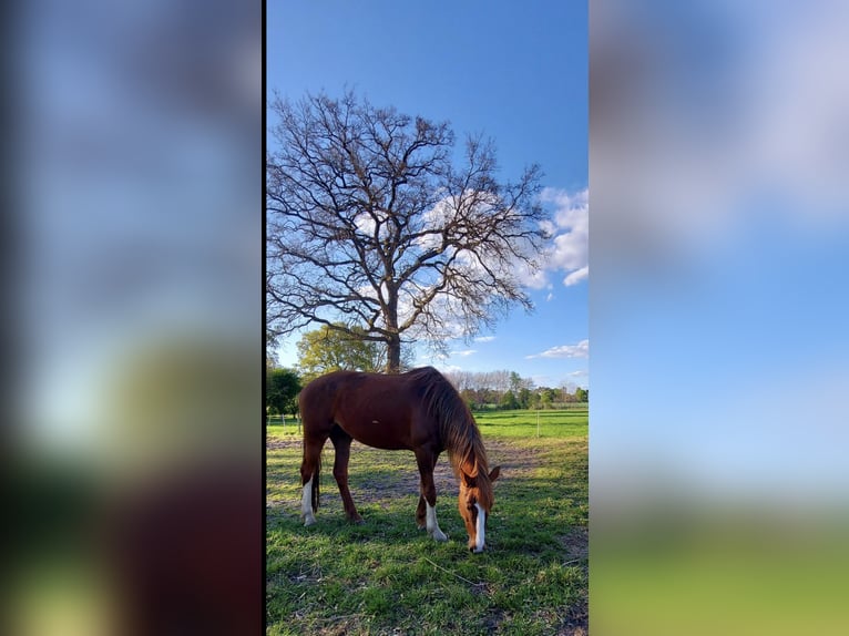 KWPN Mare 7 years 16 hh Chestnut-Red in Schwanewede