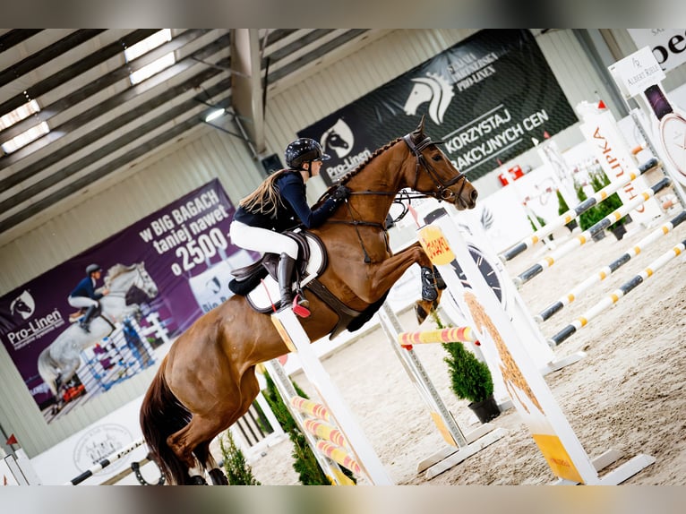 KWPN Mare 7 years 16 hh Chestnut-Red in Rokitki