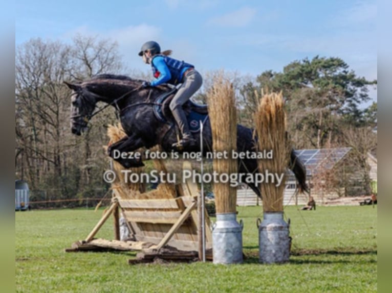 KWPN Mare 7 years 16 hh Gray-Blue-Tan in Beilen